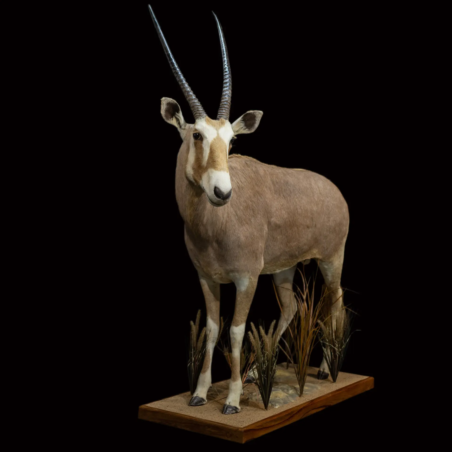 Golden Gemsbok Front — Highveld Taxidermists